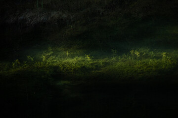 Slime grass and seaweed in the water lit by the morning sunlight.