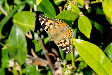 Obraz premium Painted Lady (Vanessa cardui) butterfly perched on a white flower in Zurich, Switzerland