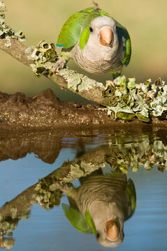 Parakeet perched on a branch of Calden , La Pampa, Patagonia, Argentina