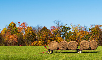 A trailer in a field loaded with hay bales in Tionesta, Pennsylvania, USA on a sunny fall day © woodsnorth