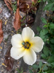 bee on flower