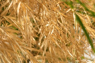 Yellow bamboo leaves bokeh picture.background picture of yellow bamboo leaves
