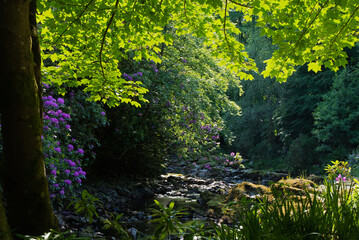 Northen Ireland tree and nature
