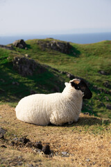 Sheep in ireland