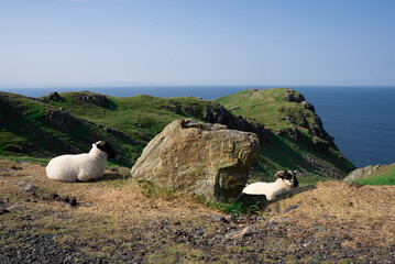 Sheep in ireland