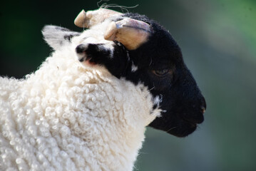 Sheep in ireland