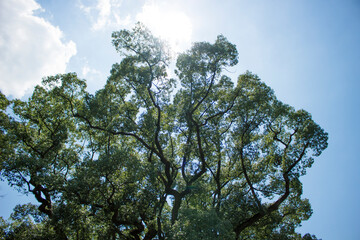 大木と青空　背景素材