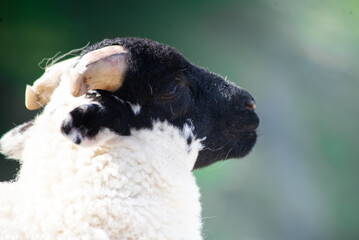 Sheep in ireland