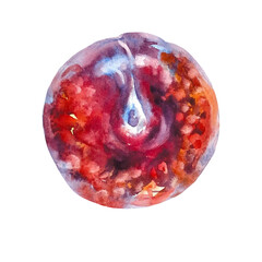Juicy plum on an isolated on a white background. Realistic illustration with watercolor hand drawn. Would look great on fabric, kitchen towels or food packaging