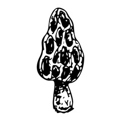 Morel mushroom doodle. Search for forest food. Hand drawn sketch.