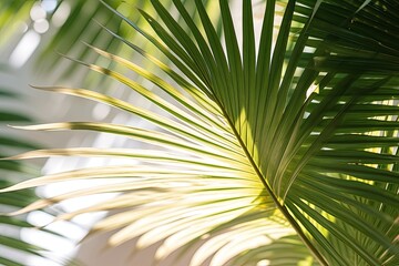 Palm leaves in the sunlight. Close-up. Background