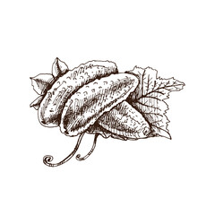 Hand-drawn cucumbers illustration in sketch style. Vector  vegetables. Vintage doodle illustration. Sketch for cafe menus and labels. The engraved image. Harvesting.