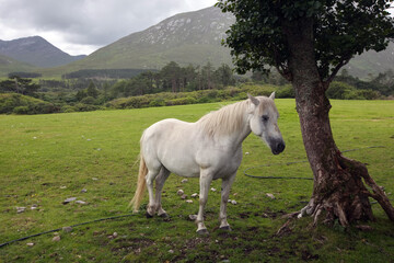 Obraz na płótnie Canvas Wildpferd in Irland