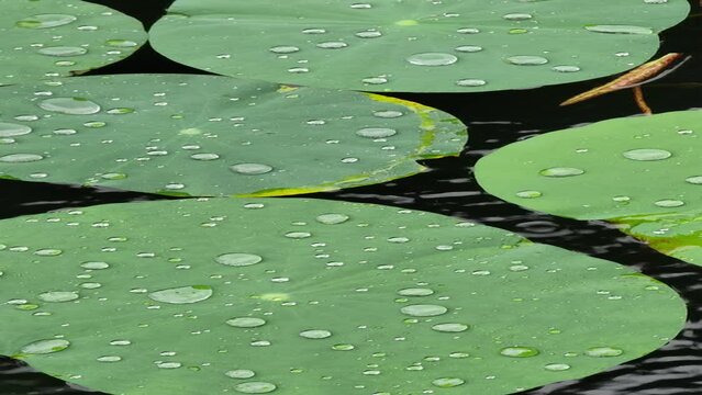 hydrophobic lotus effect raindrops falling on large water lily leaf gathering rain droplets 4k clip