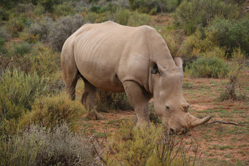 Obraz premium One white rhino in his natural habitat, South Africa