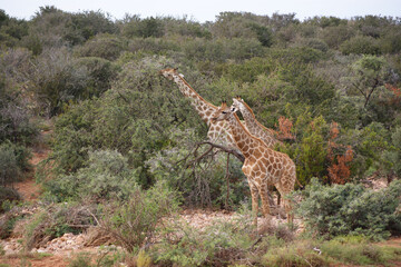 Giraffes stretching their necks to reach trees, South Africa
