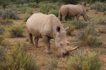 Two white rhinos in their natural habitat, South Africa