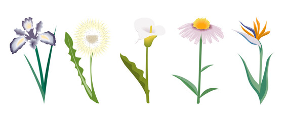 Set of flowers, calla, iris, chrysanthemum, dandelion. Botanical illustration, vector