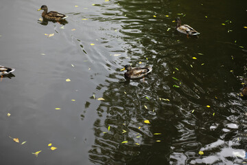 Lively closeup of falling autumn leaves with vibrant backlight from the setting sun