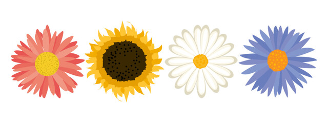 Set of chrysanthemum flowers, flower heads. Botanical illustration, decorative elements, vector