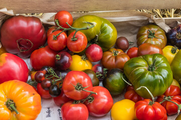 Bunte Tomaten in Holzkiste Erntekiste