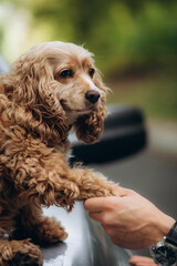 a man holds a cocker spaniel dog by the paw