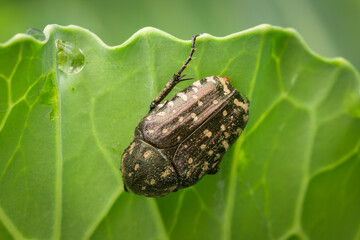 A White Spotted Rose Beetle sitting on a leaf
