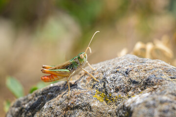 A small colorful grasshopper resting on a rock