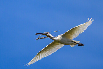 Fototapeta premium A flying spoonbill on a sunny day in summer