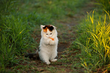 Playful kitten hugging pet toy in front legs on path. Young cat standing on hind legs in outdoors