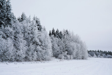 Winter snowy frosty landscape. The forest is covered with snow. Frost and fog in the park.