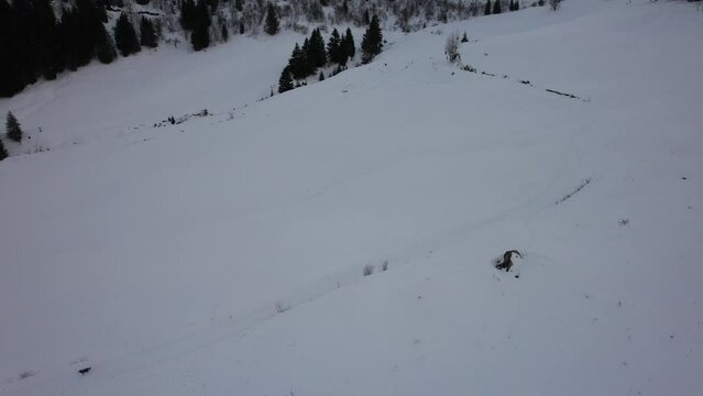 Aerial drone slider in mountain with a dog
