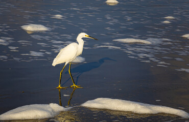 Ein Vogel in Los Angeles am Strand