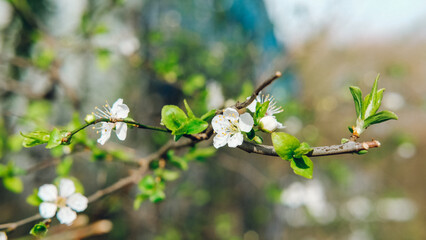 Beautiful flowers in spring in German