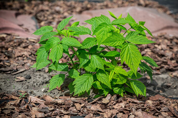 The young raspberries sprout out. Young raspberry leaves in the garden