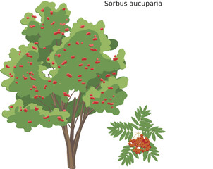 Sorbier (Sorbus aucuparia) SVG