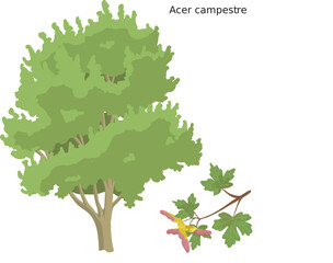 Érable champêtre (Acer campestre) SVG - obrazy, fototapety, plakaty