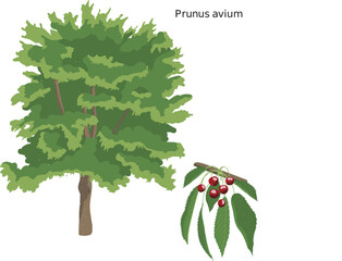 Cerisier (Prunus avium) SVG