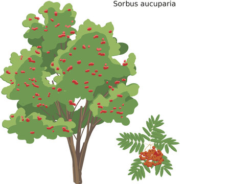 Sorbier (Sorbus aucuparia) SVG