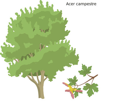 Érable champêtre (Acer campestre) SVG
