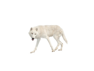Polar white wolf isolated on white background