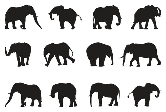 Set of elephants silhouettes vector illustration 