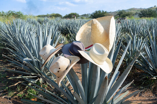 Hay cinco sombreros en las plantas de agaves en el Pueblo de Tequila Jalisco México.