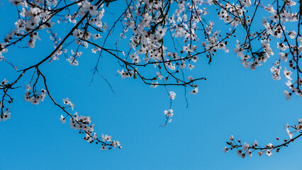 Beautiful flowers in spring in German