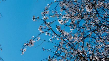 Beautiful flowers in spring in German