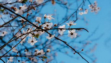 Beautiful flowers in spring in German