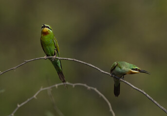 Blue-cheeked bee-eater perched on acacia tree at Jasra trying to catch a bee, Bahrain