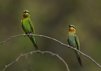 Blue-cheeked bee-eaters perched on acacia tree at Jasra, Bahrain