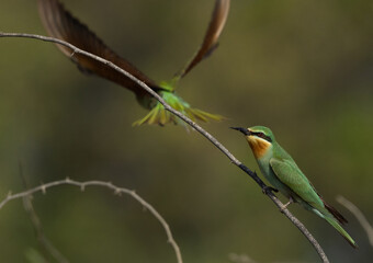 Blue-cheeked bee-eater on acacia tree at Jasra, Bahrain