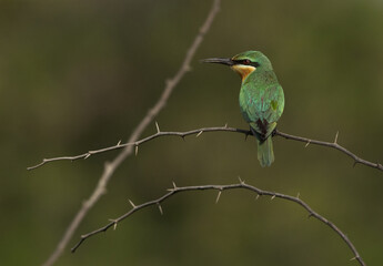 Blue-cheeked bee-eater perched on acacia tree at Jasra, Bahrain